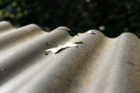 Detailaufname eines abgefallenen Blatts auf einem gewellten Dach