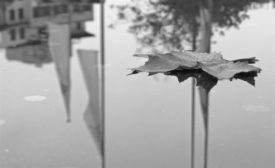 Bild in schwarzweiß: ein Ahornblatt treibt auf einer Pfütze, in ihr spiegeln sich ein Haus und Fahnenmasten.