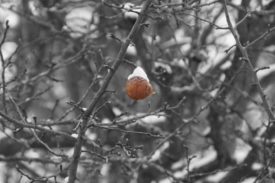 Bild fast ganz in schwarzweiß: Gewirr von Ästen, teils von Schnee bedeckt. In der Mitte des Bildes, als einziges in Farbe, ein letzter verbliebener Apfel, rot und bräunlich und sichtlich von den Monaten am Baum gezeichnet